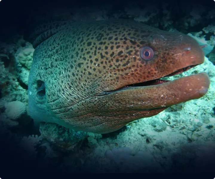 热那亚水族馆大型圆柱水缸