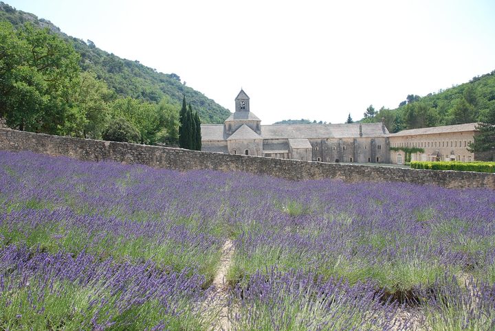 瓦朗索勒 / 戈尔德 / 塞南克修道院 Valensole / Gordes / Sénanque Abbey