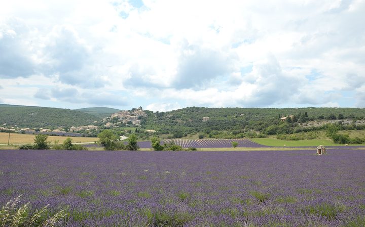 瓦朗索勒 / 戈尔德 / 塞南克修道院 Valensole / Gordes / Sénanque Abbey