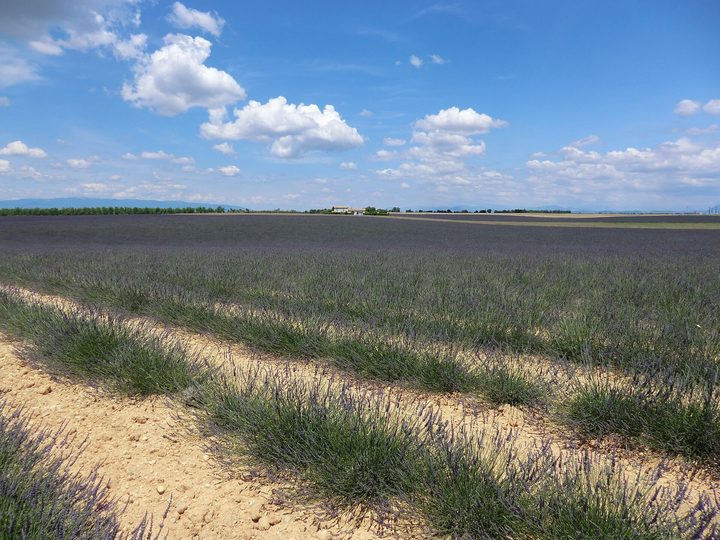 瓦朗索勒 Valensole