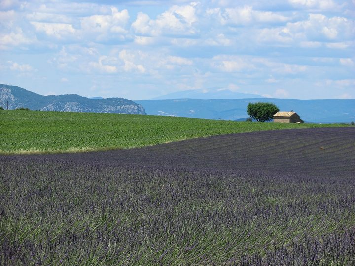 瓦朗索勒 Valensole