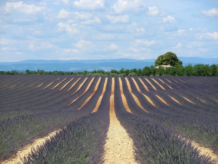 瓦朗索勒 Valensole